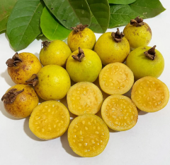 Üzüm Guava Fidanı – Nadir Sarı Meyveli Egzotik Guava Çeşidi | Psidium Guineense