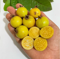 Üzüm Guava Fidanı – Nadir Sarı Meyveli Egzotik Guava Çeşidi | Psidium Guineense