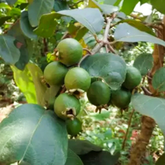 Üzüm Guava Fidanı – Nadir Sarı Meyveli Egzotik Guava Çeşidi | Psidium Guineense
