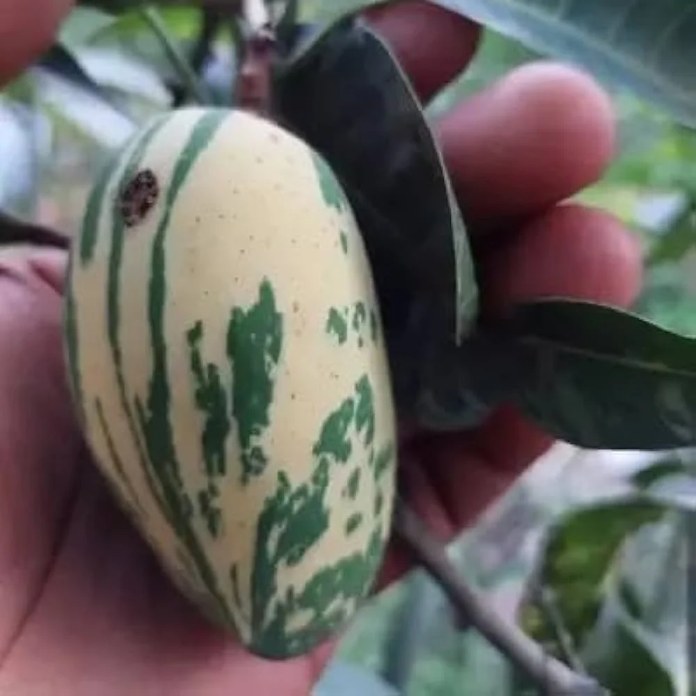Chalta Khas Alacalı Mango Fidanı – Aşılı Nadir Variegata Koleksiyon Mangosu | Mangifera İndica