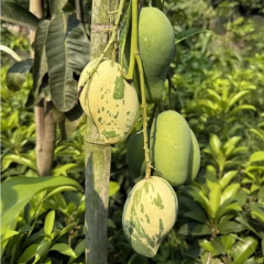 Chalta Khas Alacalı Mango Fidanı – Aşılı Nadir Variegata Koleksiyon Mangosu | Mangifera İndica