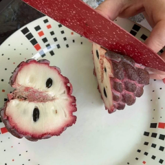 Isan Indigo Şeker Elması Fidanı – Koyu Mor Meyveli Nadir Tayland Çeşidi | Annona Squamosa