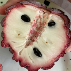 Isan Indigo Şeker Elması Fidanı – Koyu Mor Meyveli Nadir Tayland Çeşidi | Annona Squamosa