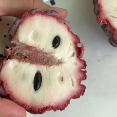 Isan Indigo Şeker Elması Fidanı – Koyu Mor Meyveli Nadir Tayland Çeşidi | Annona Squamosa