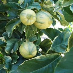 Alacalı Limon Fidanı – 2–3 Yaş Aşılı Bodur Variegated Lemon | Meyve Vermeye Hazır Özel Koleksiyon Çeşidi