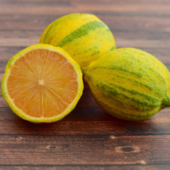 Alacalı Limon Fidanı – 2–3 Yaş Aşılı Bodur Variegated Lemon | Meyve Vermeye Hazır Özel Koleksiyon Çeşidi