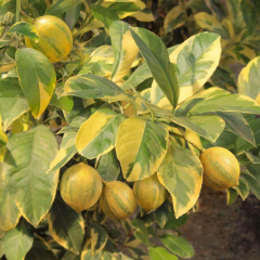 Alacalı Limon Fidanı – 2–3 Yaş Aşılı Bodur Variegated Lemon | Meyve Vermeye Hazır Özel Koleksiyon Çeşidi