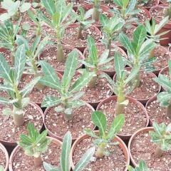 Kırmızı Adenium Çöl Gülü Çiçeği Fidanı