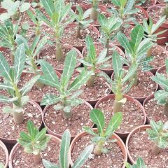 Arabic Adenium Çöl Gülü Çiçeği Fidanı