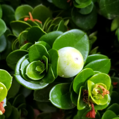Natal Eriği Fidanı – Nadir Egzotik Kırmızı Meyveli Tropikal Çalı | Carissa macrocarpa
