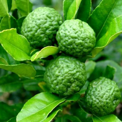 Aşılı Kaffir Lime Fidanı – 60–100 cm Meyve Verme Olgunluğunda Nadir Makrut Lime | Citrus Hystrix