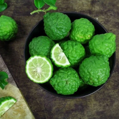 Aşılı Kaffir Lime Fidanı – 60–100 cm Meyve Verme Olgunluğunda Nadir Makrut Lime | Citrus Hystrix