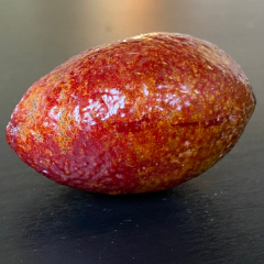 4–5 Yaş Aşılı Australian Blood Lime Fidanı – Meyve Verme Olgunluğunda Nadir Kırmızı Limon