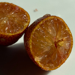4–5 Yaş Aşılı Australian Blood Lime Fidanı – Meyve Verme Olgunluğunda Nadir Kırmızı Limon