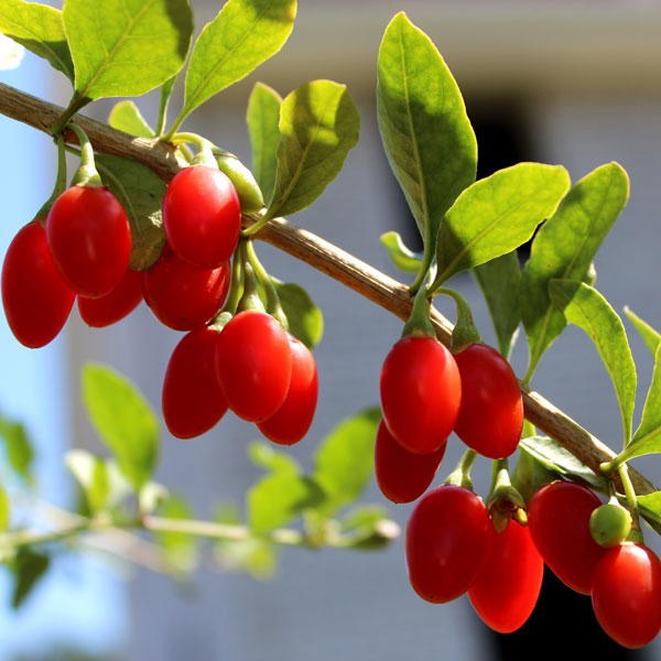 Red Empress Goji Berry Fidanı – İri Koyu Kırmızı ve Tatlı Meyveli Özel Kurt Üzümü