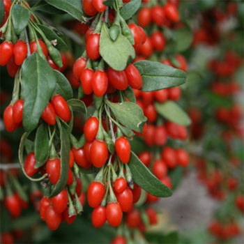Phoenix Tears Goji Berry Fidanı – Tatlı Kırmızı Meyveli Nadir Kurt Üzümü Çeşidi