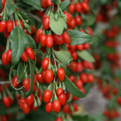 Phoenix Tears Goji Berry Fidanı – Tatlı Kırmızı Meyveli Nadir Kurt Üzümü Çeşidi