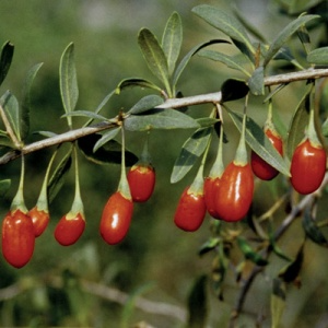 Crimson Star Goji Berry Fidanı – İri Parlak Kırmızı ve Tatlı Meyveli Kurt Üzümü