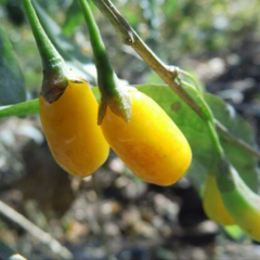 Golden Goji Berry Fidanı – Sarı Altın Meyveli, Sulu ve Tatlı Özel Kurt Üzümü