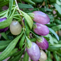 Stardust Purple Goji Berry Fidanı – Mor Benekli Meyveli Nadir Melez Kurt Üzümü