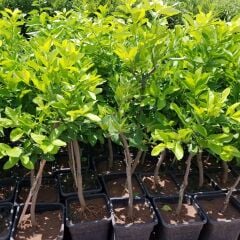 6 Yaş Aşılı Yediveren Limon Fidanı, Saksıda