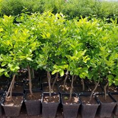 6 Yaş Aşılı Yediveren Limon Fidanı, Saksıda