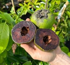 Black Sapote Çikolata Meyvesi Fidanı – Nadir Tropikal Çeşit, Puding Kıvamlı Siyah Meyveli