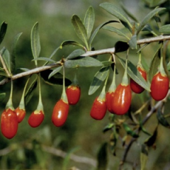 3'lü Goji Berry Fidanı Seti – Red Empress, Phoenix Tears, Crimson Star | Özel Kurt Üzümü Koleksiyonu