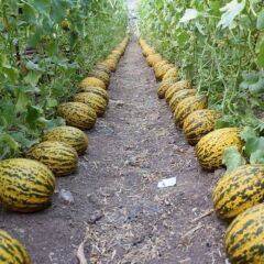 Kırkağaç (589) Kavun Tohumu (4 gram)