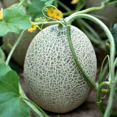 Hıdır Kavun Tohumu (4 gram)