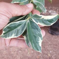 6 Yaş Aşılı  Tropikal Alacalı Limon Fidanı, Torbada