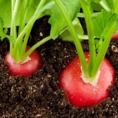 İri Doğal Kırmızı Turp Tohumu (550 tohum)