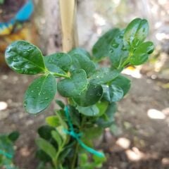 1 Yaş Natal Eriği Fidanı Küçük Boy