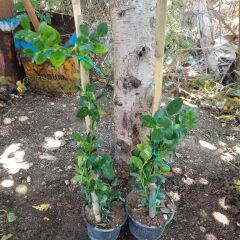 1 Yaş Natal Eriği Fidanı Küçük Boy