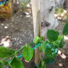 1 Yaş Natal Eriği Fidanı Küçük Boy