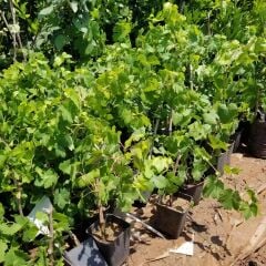 2 Yaş Red Globe Üzüm Fidanı -AÇIK KÖK-