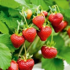 Doğal Yediveren Çilek Tohumu (200 adet)