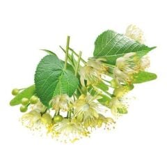 4 Yaş Ihlamur Fidanı, Torbada