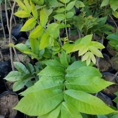 3 Yaş Pikan Cevizi Fidanı, Torbada