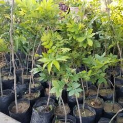 3 Yaş Pikan Cevizi Fidanı, Torbada