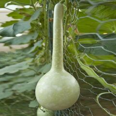 Dipper Süs Su Kabağı Tohumu (5 tohum)