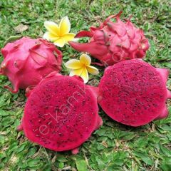 Beyaz Ejder Meyvesi Pitaya Fidanı, Torbada