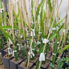 (2 KIRMIZI 2 BEYAZ) Ejder Meyvesi Pitaya Fidanı, Büyük Boy