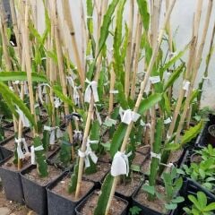 (2 KIRMIZI 2 BEYAZ) Ejder Meyvesi Pitaya Fidanı, Büyük Boy