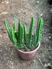 Büyük Boy Leş Kaktüs (Saksısa ve Çiçek Açar Durumda)