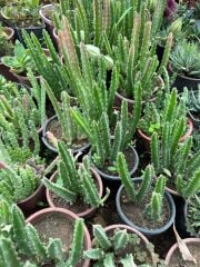 Büyük Boy Leş Kaktüs (Saksısa ve Çiçek Açar Durumda)