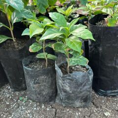 Sınırlı Sayıda Maragogype Kahve Fidanı (Küçük Boy, Tüplü)