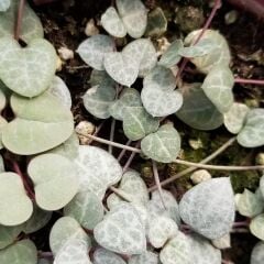 Kalp Kalbe Karşı Çiçeği (Ceropegia woodii) Sarkaç Saksıda