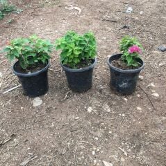 Bodur Begonvil Çiçeği