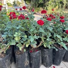 Tüplü ve Aşılı Kırmızı Gül Fidanı (Kökü 3 Yaş)